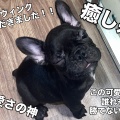 こんにちワン！！【368037 フレンチブルドッグ】