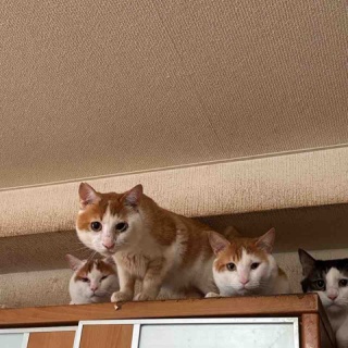 ねこさま王国