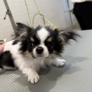 トリミングブログ　チワワ　シャンプーセット　水野