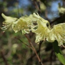 2026.4.11（土）坪山（イワウチワ・ヒカゲツツジ花散策）