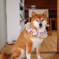 春しばスナップ