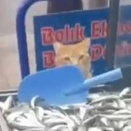 魚屋に常連のお客さんがやってきた。これはサービスだよ → 可愛い子は得をします…