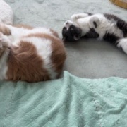 食物花粉アレルギーのお話と今朝の庭で衝撃を受けたこと