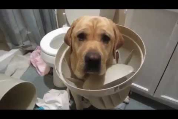 悪戯して怒られる犬達 Youtubeどうぶつ動画まとめch