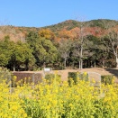 2025年12月の草花木…1