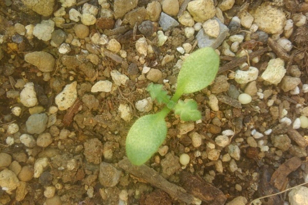 種から育てるガーデニング ネモフィラ