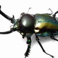 7/12 SHOPPERS&BREEDERS 持っていくもの 生体編