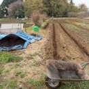 里芋畝作り、ジャガイモ発芽