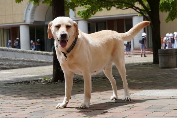 保育者と教師のための動物介在教育入門 保育者と教師のための動物介在教育入門／谷田 創, 木場 有紀