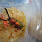 昆虫ショップGHOST（ゴースト）