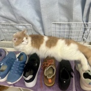 猫が「迷惑だ」と思っているときの表情