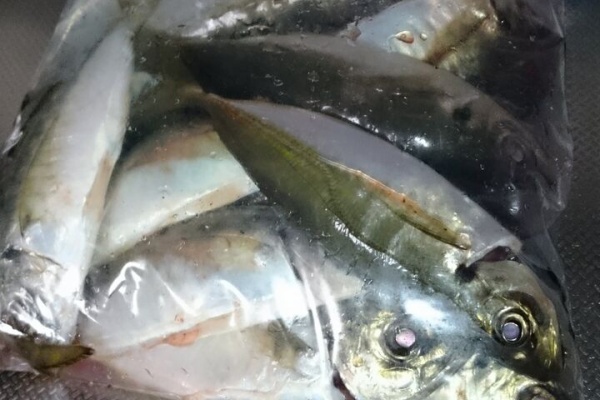 俺的日刊釣り情報 香川