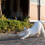 猫写真家・沖 昌之のブログ　野良ねこちゃんねる。　