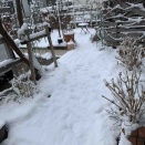 ほっこり雪景色