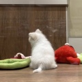 ふわふわ✨まつ毛がキュートなポメぺキちゃん🐕