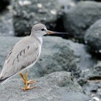 2026年8月29日の野鳥公園