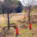 愛子様の誕生記念の植林と思われるものがあったのでAIと対話しながら解き明かす