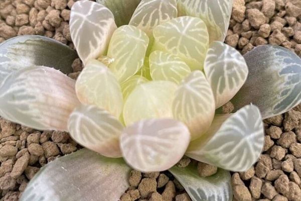 ★ ハオルシア品種名総覧 日本ハオルシア協会 ★ ハオルシア品種名総覧 = Total list of haworthia cu… - メルカリ
