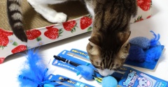 猫は青色がお好き？