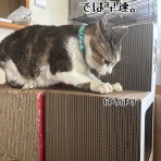 猫とお酒と日々のこと