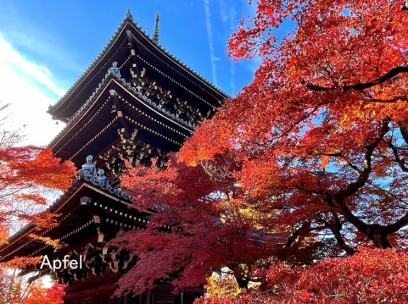 京都 静かな紅葉の名所 真如堂