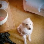 　落合桜　パリの風