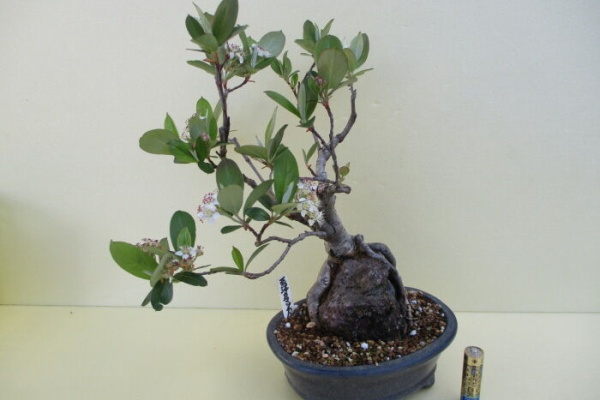 じぃじ」のミニ盆栽日記 - 西洋カマツカ