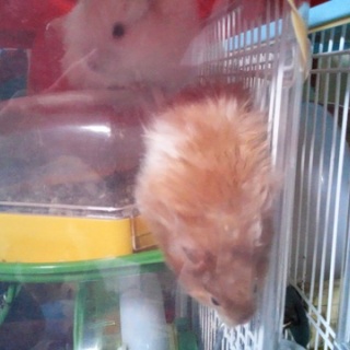 蓮くんと子供の日記