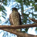 野鳥雀鷹（ツミ）の幼鳥を撮る21🦅📸「水を飲む」（太田市）