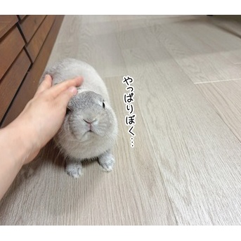 うさぎのルリ(7/13追記)