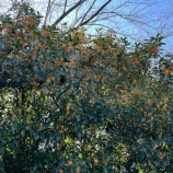 『残り92日。』の画像