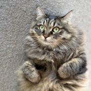 【猫写真】おててが可愛いマロちゃん