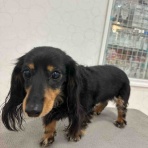 長野県 上田市  ペットショップ             ワンラブ                       アリオ上田店ブログ