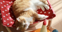 目で追う猫。
