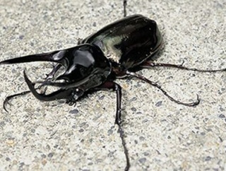 【速報】カブトムシを捕まえに行ってクワガタを捕まえた男、逮捕される