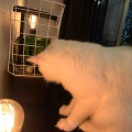 水耕栽培に悪さをする現行犯、逮捕ー！