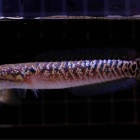 『7月12日(金)熱帯魚入荷情報⚡️』の画像