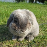 『うさんぽ'2013／（≡・　x　・≡）＼』の画像