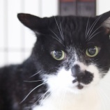 『【里親募集中】日本猫のわさび』の画像