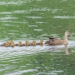 東京港野鳥公園　レンジャーブログ