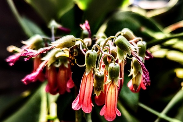 ユーフォルビア・オベサ・ドットコム