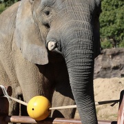 砥夢くんに会いに行ってきた2025