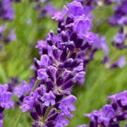 大きな地震でしたが、無事です。