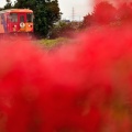 樽見鉄道と彼岸花①