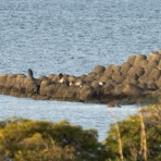 ふなきちのフィールドノート