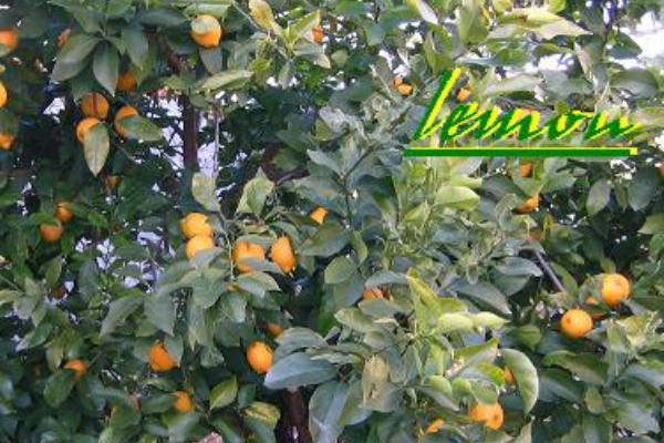 レモンピール オレンジピール 家庭科の時間