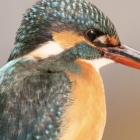 『投稿：BORG90FLによるカワセミ・ルリビタキ　2020/01/24』の画像