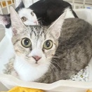 里親さんが決まった猫たち(2/28～)