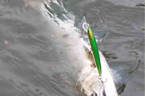 ORA Minnow Serendipity