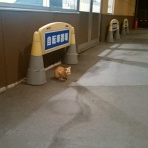 あしつぼなごみあんクーポンブログ